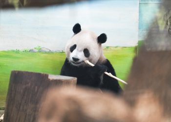 Araştırma: Hayvanat bahçesindeki pandalar "jetlag" yaşıyor olabilir