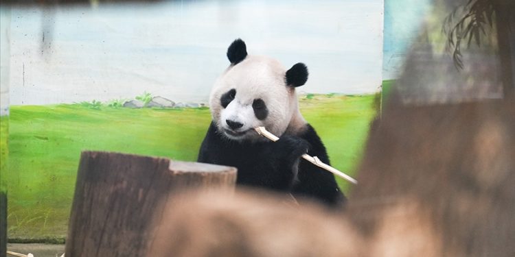 Araştırma: Hayvanat bahçesindeki pandalar "jetlag" yaşıyor olabilir
