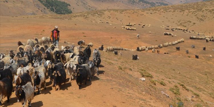 Muş’taki yaylalarda konaklayan göçerler dönüş için hazırlıklara başladı