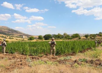 Diyarbakır'da 2 ton 121 kilogram esrar, 13 milyon 514 bin 550 kök kenevir bitkisi ele geçirildi