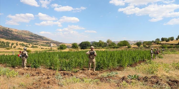 Diyarbakır'da 2 ton 121 kilogram esrar, 13 milyon 514 bin 550 kök kenevir bitkisi ele geçirildi