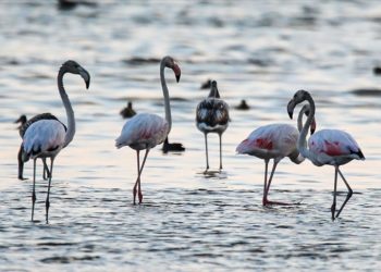 Kuraklık, Van Gölü Havzası’nda konaklayan flamingoların yaşam alanlarını değiştirdi