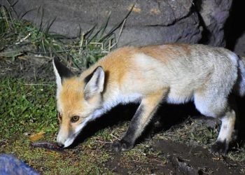 Aç kalan tilkinin kampçıların tuttuğu balıklarla beslenmesi görüntülendi