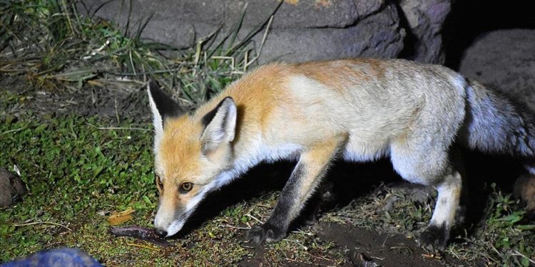 Aç kalan tilkinin kampçıların tuttuğu balıklarla beslenmesi görüntülendi