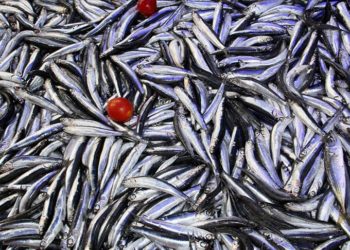 Yeni başlayan av sezonunda tezgahlar hamsiyle doldu