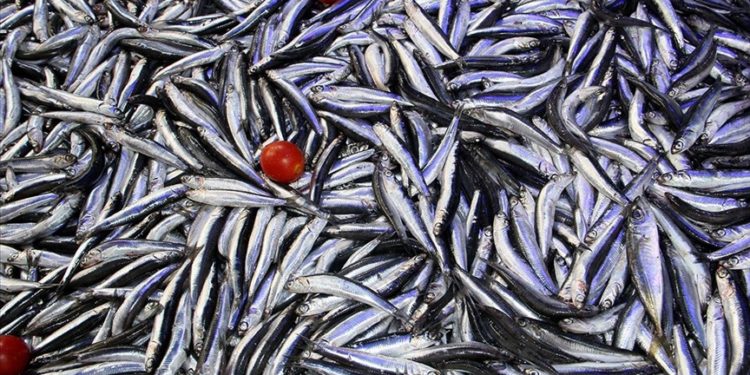 Yeni başlayan av sezonunda tezgahlar hamsiyle doldu