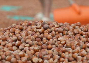 Türkiye'den Almanya'ya 85 bin tonu aşkın fındık ihraç edildi