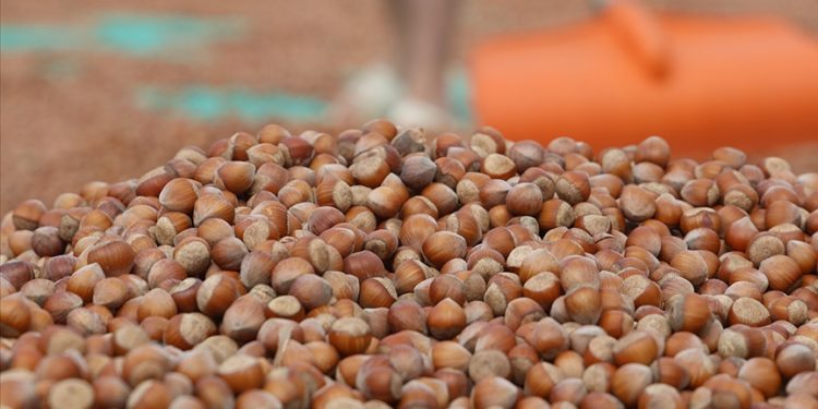 Türkiye'den Almanya'ya 85 bin tonu aşkın fındık ihraç edildi