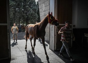 Paha biçilemeyen atlar bu hastanede tedavi ediliyor