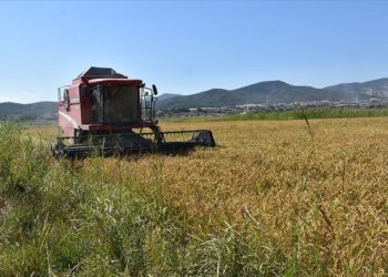 Sinop'ta çeltik hasadına başlandı