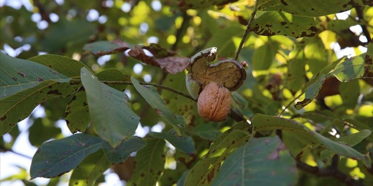 Coğrafi işaretli Niksar cevizinde 2 bin 500 ton rekolte bekleniyor