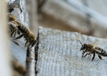 Alanın uzmanları arıcılığın geleceğini değerlendirdi