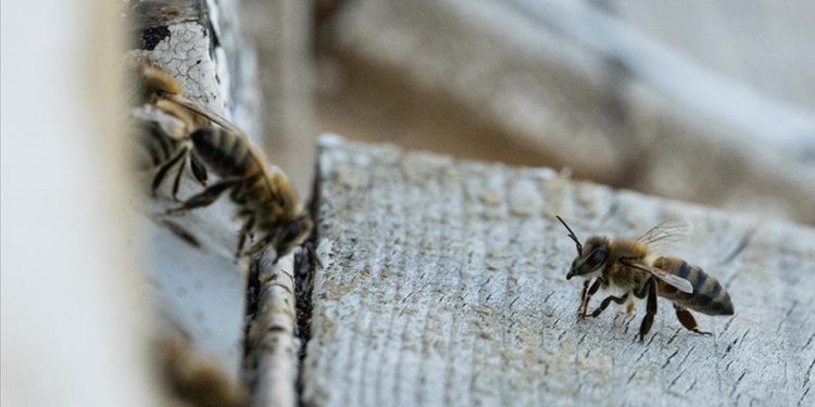 Alanın uzmanları arıcılığın geleceğini değerlendirdi