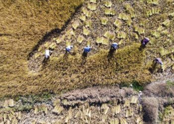 Bolu'nun coğrafi işaretli "Kıbrıscık pirinci" hasat ediliyor