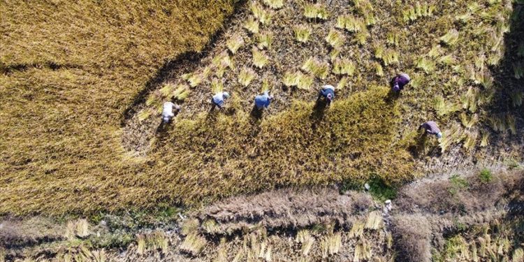 Bolu'nun coğrafi işaretli "Kıbrıscık pirinci" hasat ediliyor
