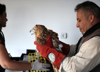 Göç yolunda yaralanan kuşlara milli parktaki merkezde bakılıyor