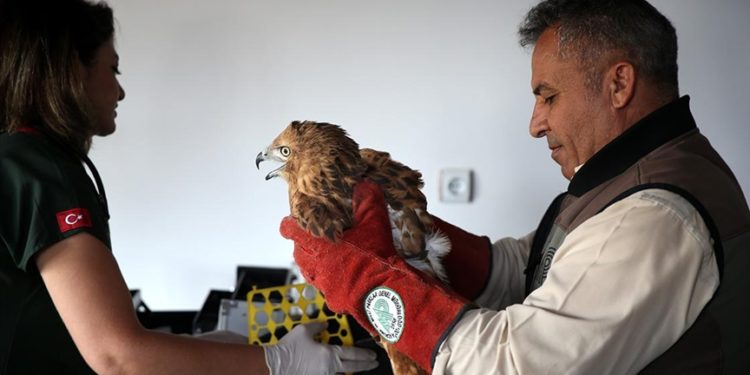 Göç yolunda yaralanan kuşlara milli parktaki merkezde bakılıyor