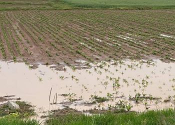 Son 30 yılda afetler nedeniyle tahmini 3,8 trilyon dolarlık mahsul kaybedildi