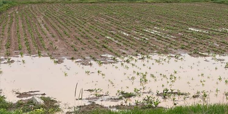 Son 30 yılda afetler nedeniyle tahmini 3,8 trilyon dolarlık mahsul kaybedildi