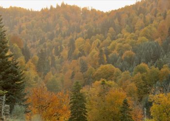 Düzce'de yaylacılar, havaların soğumasıyla evlerine dönmeye başladı