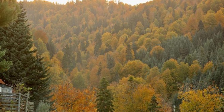 Düzce'de yaylacılar, havaların soğumasıyla evlerine dönmeye başladı