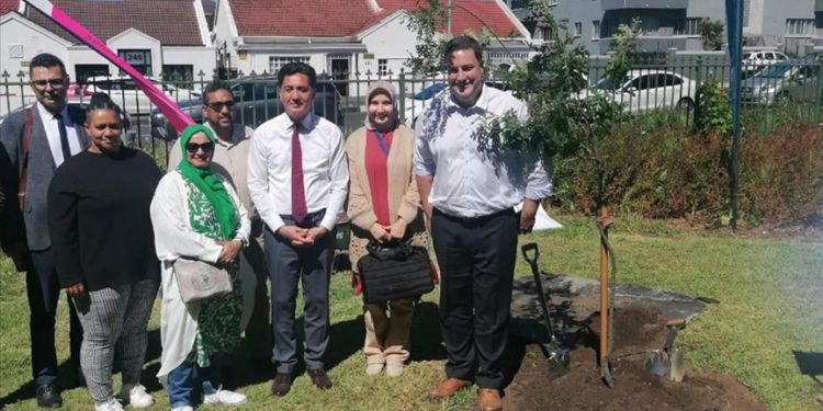 Güney Afrika’da fırtınada devrilen asırlık “Türk Meşesi”nin yerine yenisi dikildi