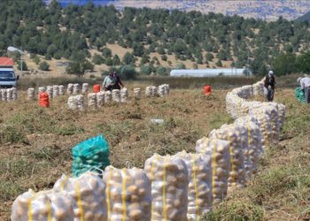 Her mevsim patates yetiştirilebilen Muğla’da hedef, üretimi ve çeşitliliği artırmak