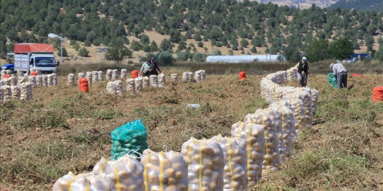 Her mevsim patates yetiştirilebilen Muğla’da hedef, üretimi ve çeşitliliği artırmak