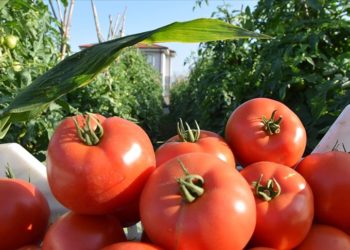Bilecik’te 800 metre rakımda yetiştirilen domatesin hasadına başlandı