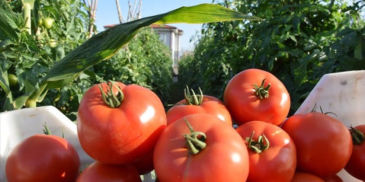 Bilecik’te 800 metre rakımda yetiştirilen domatesin hasadına başlandı