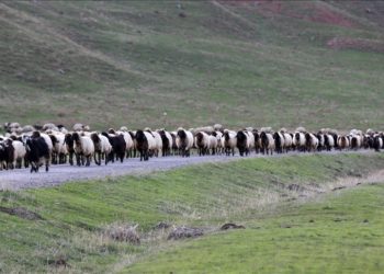 Göçerlerin Erzurum'dan Mardin'e 90 günlük dönüş yolculuğu sürüyor