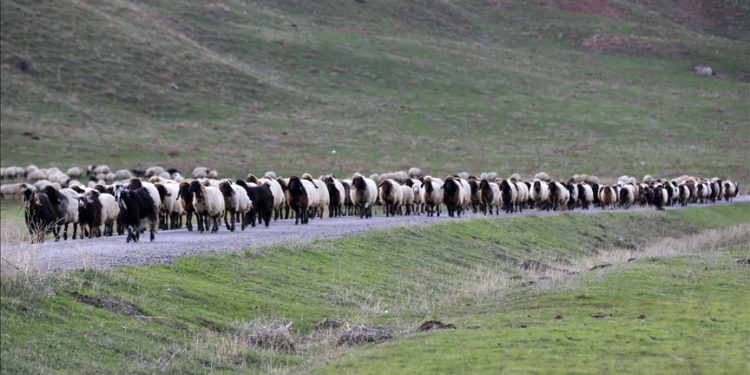 Göçerlerin Erzurum'dan Mardin'e 90 günlük dönüş yolculuğu sürüyor