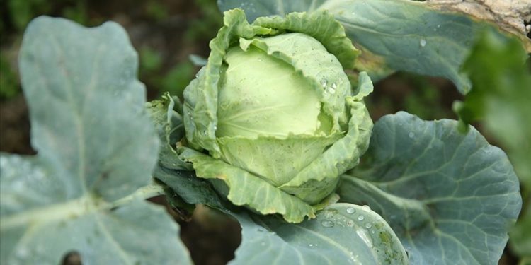 Ordu’da 1600 rakımda yetişen dürme pancarı yöre halkına gelir sağlıyor