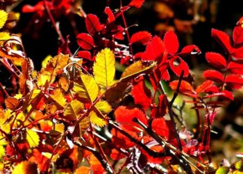 Sarıkamış'a sonbahar renkleri hakim oldu