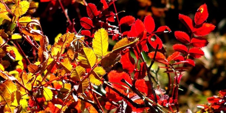 Sarıkamış'a sonbahar renkleri hakim oldu