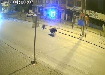 Ayıların şehre inmesi doğal yaşam alanlarında besin kaynakları korunarak önlenebilir