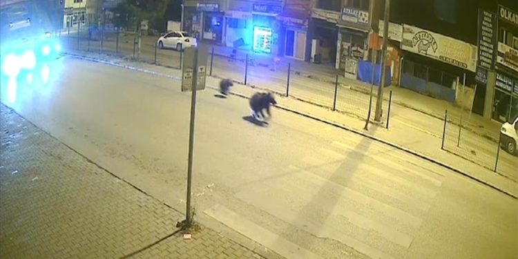 Ayıların şehre inmesi doğal yaşam alanlarında besin kaynakları korunarak önlenebilir