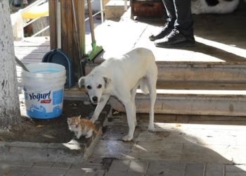 Amasya'da bir köpek, kedi yavrusuna annelik yapıyor
