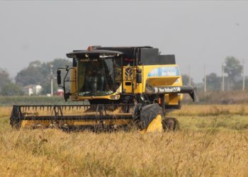 Bafra Ovası'nda çeltikte 100 bin ton rekolte bekleniyor