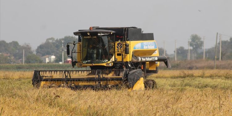 Bafra Ovası'nda çeltikte 100 bin ton rekolte bekleniyor