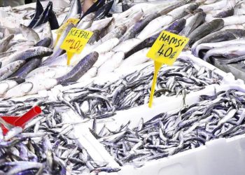 Samsun'da hamsinin kilogram fiyatı 40 liraya kadar geriledi