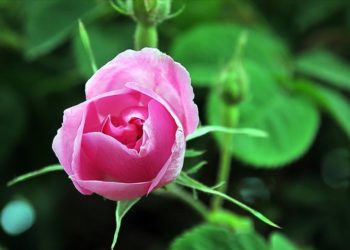 Isparta'da gül çiçeği alım fiyatı 51 liraya yükseltildi