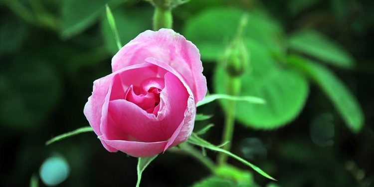 Isparta'da gül çiçeği alım fiyatı 51 liraya yükseltildi