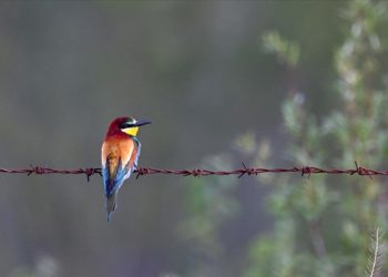 Van ve çevre illerde kuşların konakladığı 50’ye yakın alanın koruma planları hazırlandı