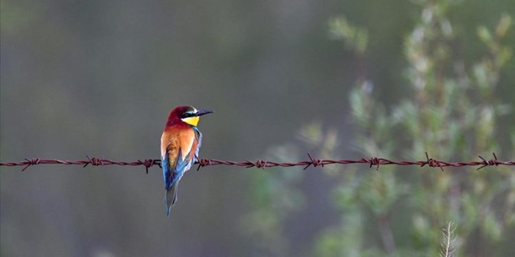 Van ve çevre illerde kuşların konakladığı 50’ye yakın alanın koruma planları hazırlandı