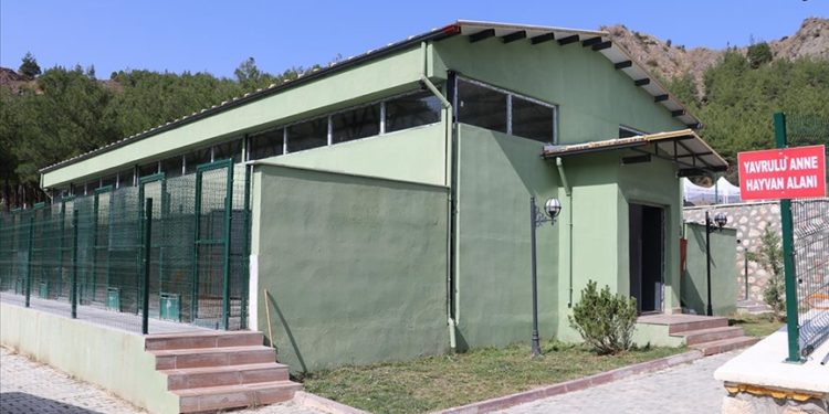 Amasya’daki hayvan barınağı ve hastanesi sahipsiz hayvanlar için hizmet vermeye başladı