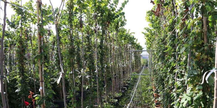 Yalova’da dış mekan süs bitkilerine ölçülebilir kalite standardı getirecek proje geliştirildi