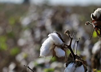 Ege Bölgesi'nde 179 bin ton pamuk üretimi bekleniyor