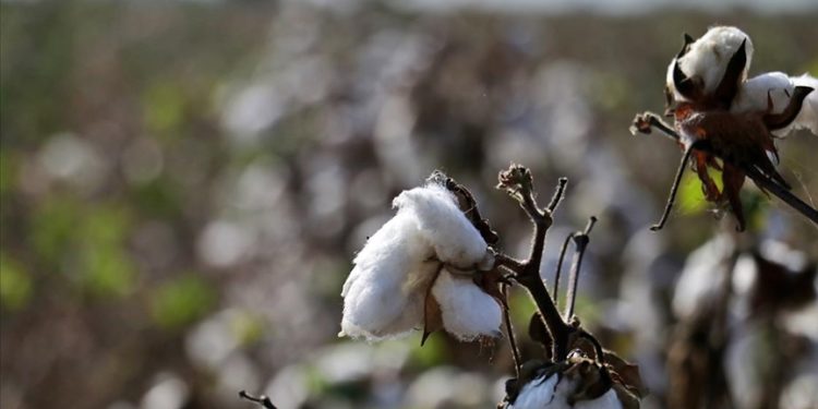 Ege Bölgesi'nde 179 bin ton pamuk üretimi bekleniyor