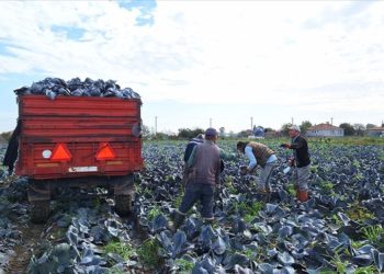 Bafra Ovası'nda kırmızılahanada 200 bin ton üzeri rekolte beklentisi